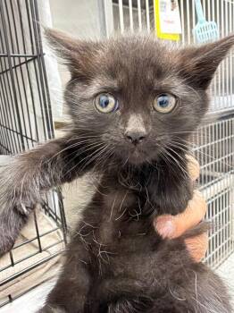Pegasus -  Domestic Short Hair Cat for Adoption in Pomona, New York - Pegasus | PetCurious