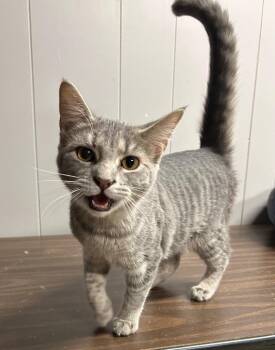 Domestic Short Hair Cats Available for Adoption - Map | PetCurious