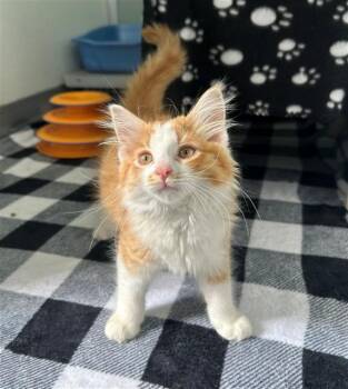 RUSTY -  Domestic Long Hair Cat for Adoption in Geneva, Illinois - RUSTY | PetCurious