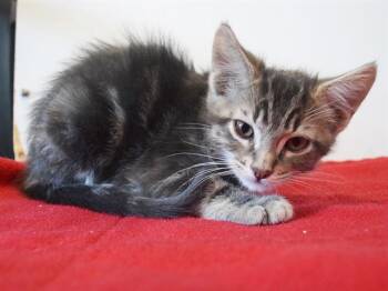 NORTON -  Domestic Short Hair Cat for Adoption in Sacramento, California - NORTON | PetCurious