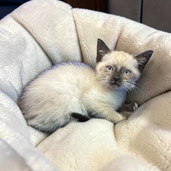 Silakat -  Siamese Cat for Adoption in San Diego, California - Silakat | PetCurious