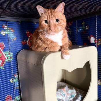 Domestic Short Hair Cats Available for Adoption in Crofton, Maryland - David | PetCurious