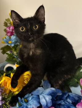 Domestic Short Hair Cats Available for Adoption - 1/23/26 - Diane | PetCurious