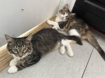 Hazel -  Domestic Long Hair Cat for Adoption in Jersey City, New Jersey - Hazel | PetCurious