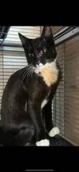 Rescue Domestic Short Hair Cats for Adoption in Folsom, California - Zen | PetCurious