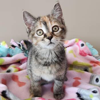 Torbie Cats Available for Adoption in Marshfield, Wisconsin - Pawni | PetCurious