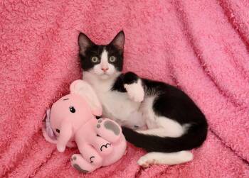 Fiona -  Tuxedo Cat for Adoption in St. Augustine, Florida - Fiona | PetCurious