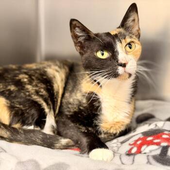 Reba -  Domestic Short Hair Cat for Adoption in Stafford Township, New Jersey - Reba | PetCurious