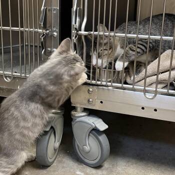 Cinderblock -  Domestic Short Hair Cat for Adoption in York, Pennsylvania - Cinderblock | PetCurious