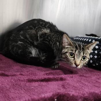 Domestic Short Hair Cats Available for Adoption - Cascada | PetCurious