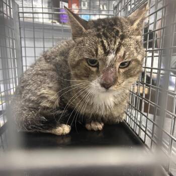 Hamilton -  Domestic Short Hair Cat for Adoption in Summerville, South Carolina - Hamilton | PetCurious
