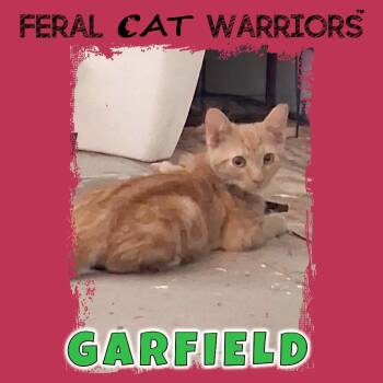 Garfield -  Domestic Short Hair Cat for Adoption in Kingman, Arizona - Garfield | PetCurious