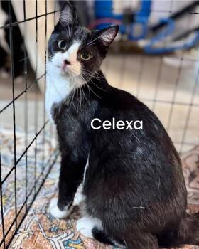 Domestic Short Hair Cats Available for Adoption - Celexa | PetCurious