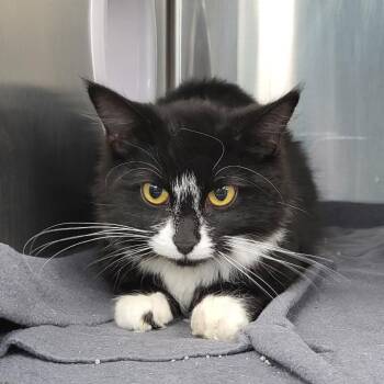 Domestic Long Hair Cats Available for Adoption - Biscuit | PetCurious