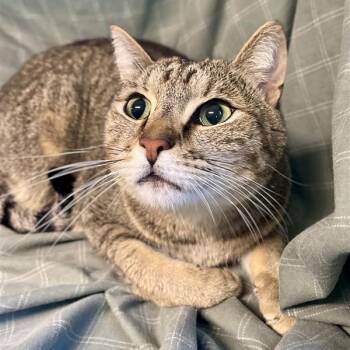 Domestic Short Hair Cats Available for Adoption in Freeport, Florida - Lucky Lou | PetCurious