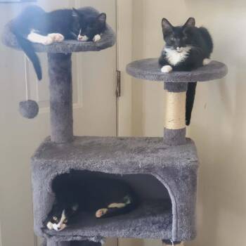 Audi -  Domestic Short Hair Cat for Adoption in Cleveland, Ohio - Audi | PetCurious