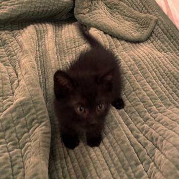 Domestic Short Hair Cats Available for Adoption in Spokane, Washington - Optimus | PetCurious