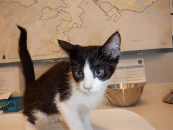 LISA LISA -  Domestic Short Hair Cat for Adoption in San Jose, California - LISA LISA | PetCurious