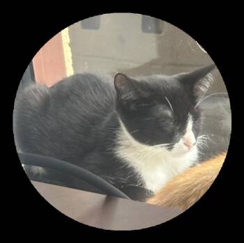 Luna 8440 -  Tuxedo and Domestic Short Hair Cat for Adoption in Locust Grove, Virginia - Luna 8440 | PetCurious
