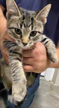 Buttercup -  Domestic Short Hair Cat for Adoption in Medford, Wisconsin - Buttercup | PetCurious