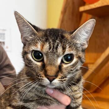 Percy -  Domestic Short Hair Cat for Adoption in Bentonville, Arkansas - Percy | PetCurious
