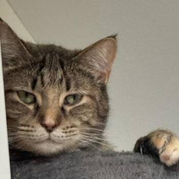 Rescue Domestic Short Hair Cats for Adoption in Mokena, Illinois - Cake | PetCurious