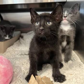 Clark -  Domestic Short Hair Cat for Adoption in Los Angeles, California - Clark | PetCurious