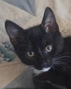 Josie and Kyra -  Extra Toes Cat Hemingway Polydactyl and Tuxedo Cat for Adoption in Centreville, Virginia - Josie And Kyra | PetCurious