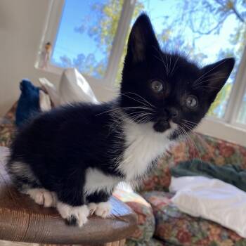 Rescue Domestic Medium Hair Cats for Adoption in Richmond, California - LEO | PetCurious