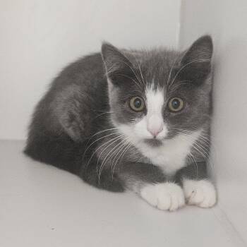 Ariel -  Domestic Short Hair Cat for Adoption in Fall River, Massachusetts - Ariel | PetCurious
