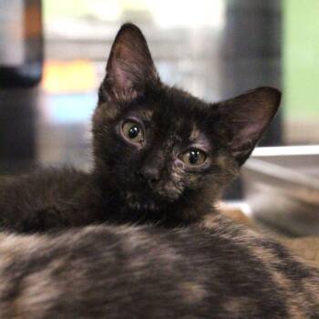 Mae -  Domestic Short Hair Cat for Adoption in Des Moines, Iowa - Mae | PetCurious