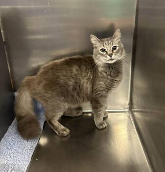 Domestic Medium Hair Cats Available for Adoption in Nashville, Tennessee - Tulip | PetCurious