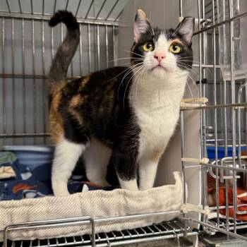 Domestic Short Hair Cats Available for Adoption - Mia K45778 | PetCurious