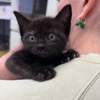 Rescue Domestic Short Hair Cats for Adoption in Redwood City, California - Casper | PetCurious