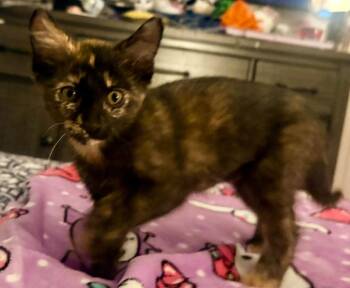 Dapple -  Domestic Short Hair Cat for Adoption in Magnolia, Texas - Dapple | PetCurious