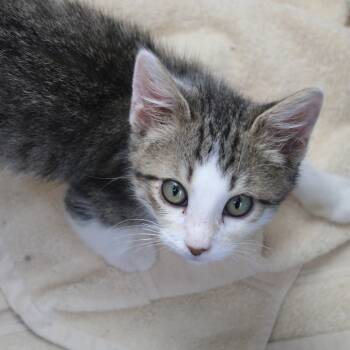 Rescue Domestic Short Hair Cats for Adoption in Cleveland, Mississippi - Juniper | PetCurious