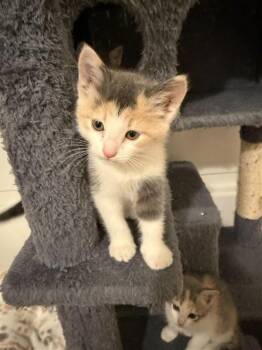 Liberty Blue -  Domestic Short Hair Cat for Adoption in Fort Collins, Colorado - Liberty Blue | PetCurious