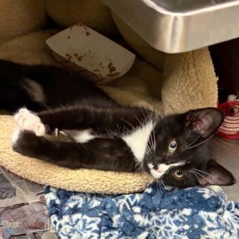 Dracula -  Domestic Short Hair Cat for Adoption in Concord, North Carolina - Dracula | PetCurious