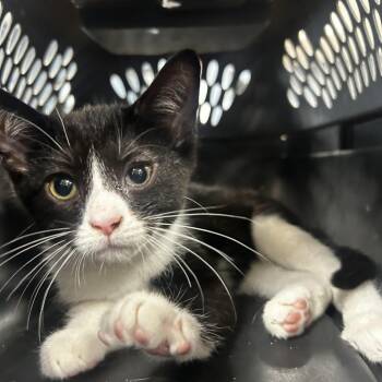 Amethyst -  Domestic Short Hair Cat for Adoption in Newark, New Jersey - Amethyst | PetCurious
