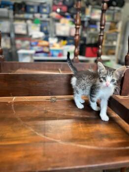 Gator -  Tabby Cat for Adoption in Nacogdoches, Texas - Gator | PetCurious