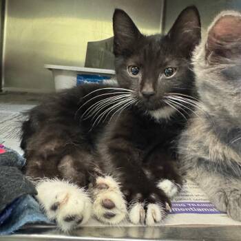 Main Squeeze -  Domestic Medium Hair Cat for Adoption in Charlottesville, Virginia - Main Squeeze | PetCurious
