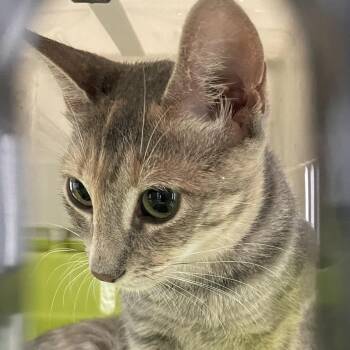 Chiquita -  Domestic Short Hair Cat for Adoption in Edinburg, Texas - Chiquita | PetCurious
