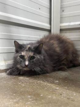 Floofy -  Domestic Long Hair Cat for Adoption in Lagrange, Indiana - Floofy | PetCurious