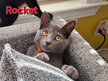 Rocket -  Domestic Short Hair Cat for Adoption in Duxbury, Massachusetts - Rocket | PetCurious