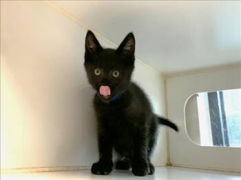 Domestic Short Hair Cats Available for Adoption in Brentwood, Missouri - BOXSTER | PetCurious