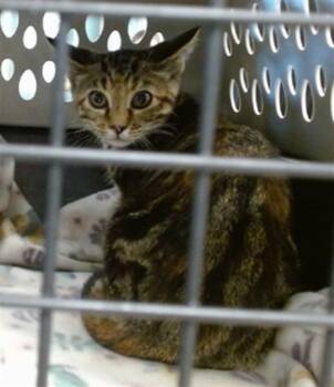 A476781 -  Domestic Short Hair Cat for Adoption in Oklahoma City, Oklahoma - A476781 | PetCurious