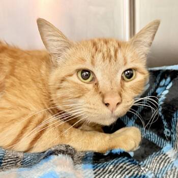 Domestic Short Hair Cats Available for Adoption - Aries | PetCurious