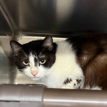 Domestic Medium Hair Cats Available for Adoption in Pauls Valley, Oklahoma - Lime Juice | PetCurious