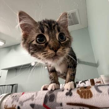 Charolais -  Domestic Long Hair Cat for Adoption in Pittsford, Vermont - Charolais | PetCurious