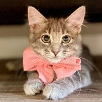 Ariel Mermaid Tail -  Tabby and Domestic Medium Hair Cat for Adoption in Friendswood, Texas - Ariel Mermaid Tail | PetCurious